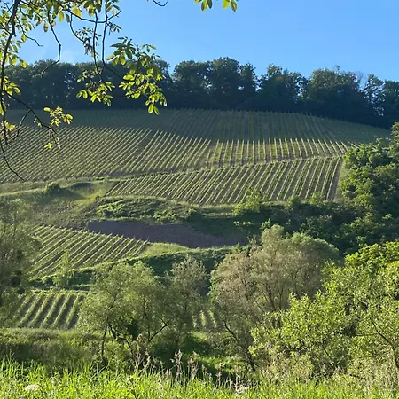 Auf Der Saarinsel * Kanzem